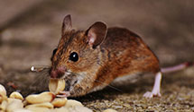 24 Hour & Emergency Exterminators in Wittensville, KY
